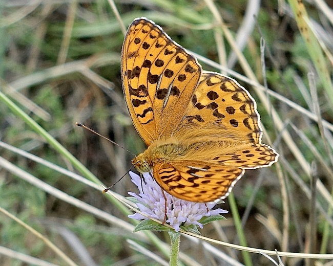 high brown fritillary